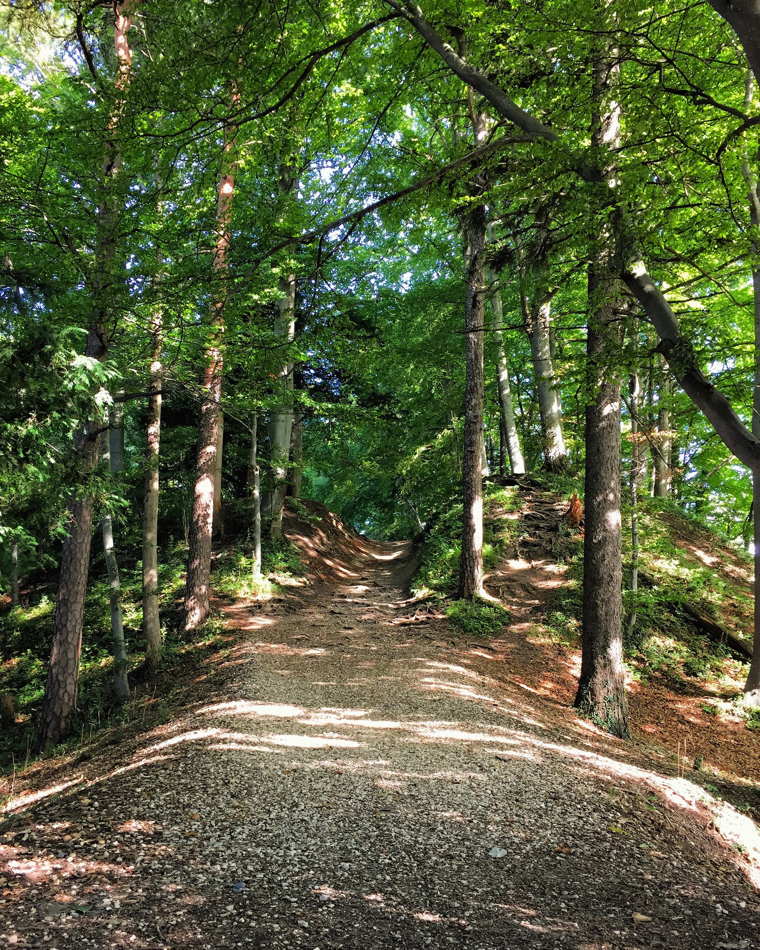 Sentier de randonnée sur l'Uetliberg